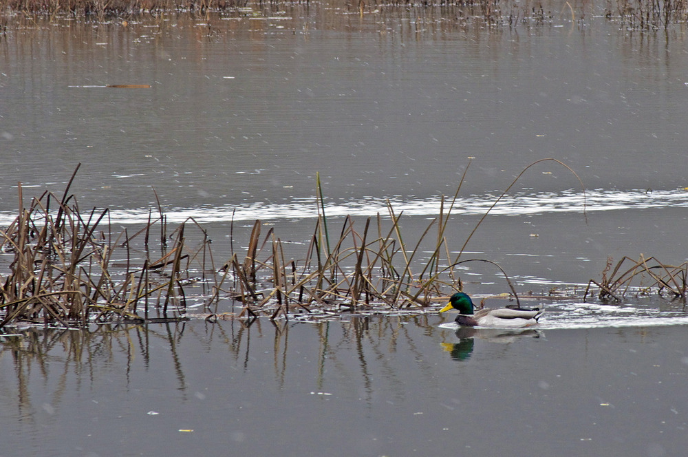 Mallard