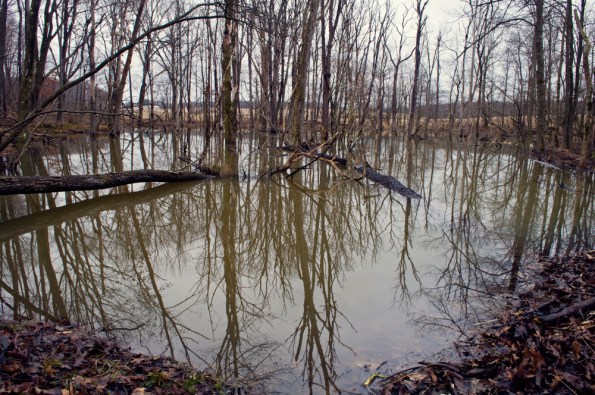 Beaver_pond_-_reflections